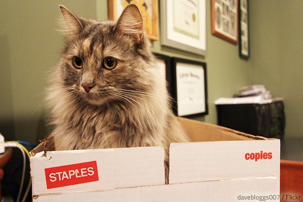 To make a cat comfortable in a new home, you need to be patient and considerate.