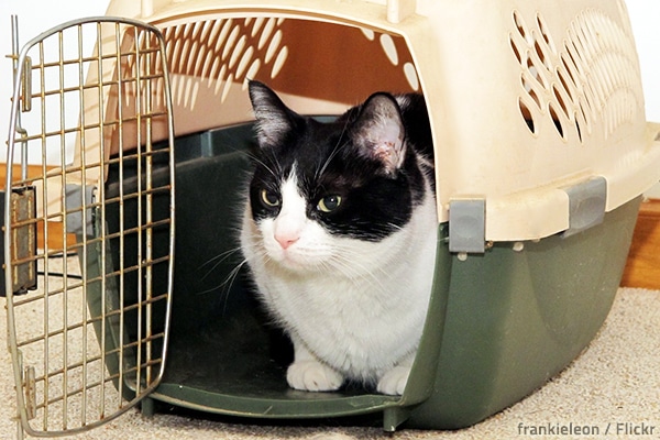 A cat carrier for moving will help you keep your kitty safe and comfortable during your move.