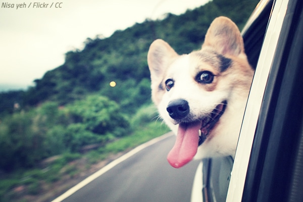 Moving with a dog cross country