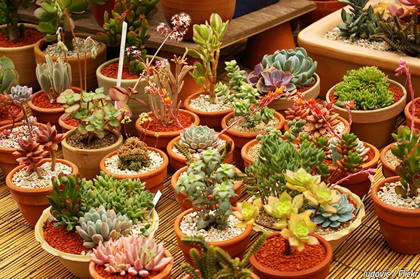 How to pack flower pots for moving