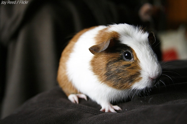 How to move a guinea pig to another home