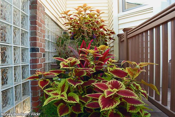 How to move plants to a new home?