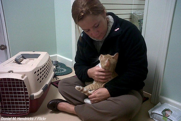 How to ship a pet across country