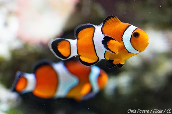 How to transport fish when moving