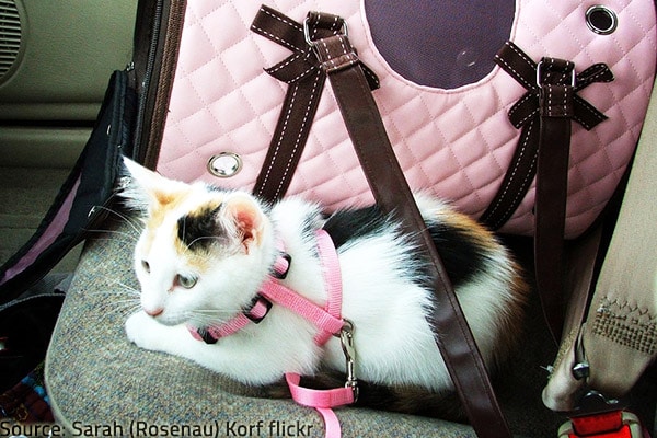 How to move to a new house with cats.