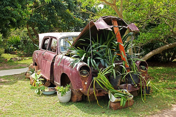 How to transport plants in a car