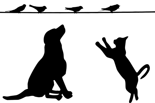 Mistakes pet owners make when moving with pets